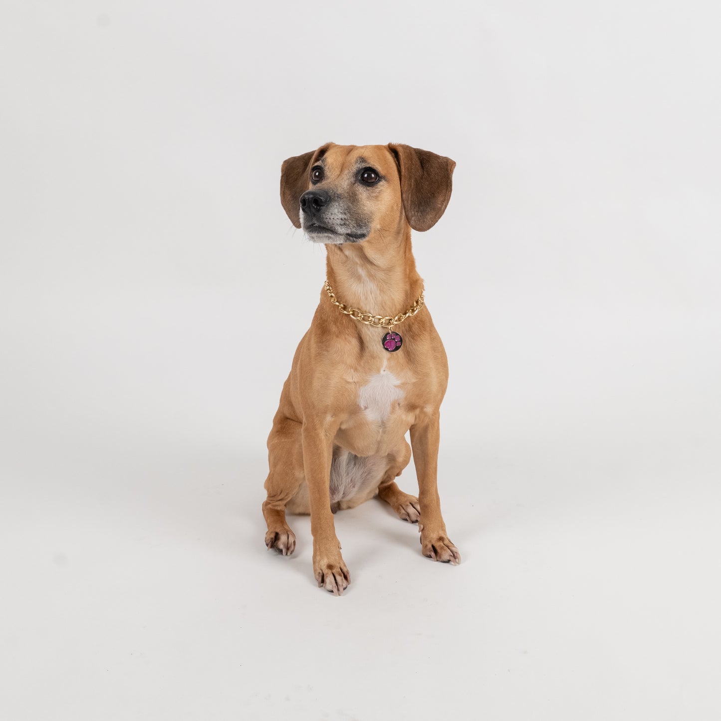 Collana per cani - Rosa