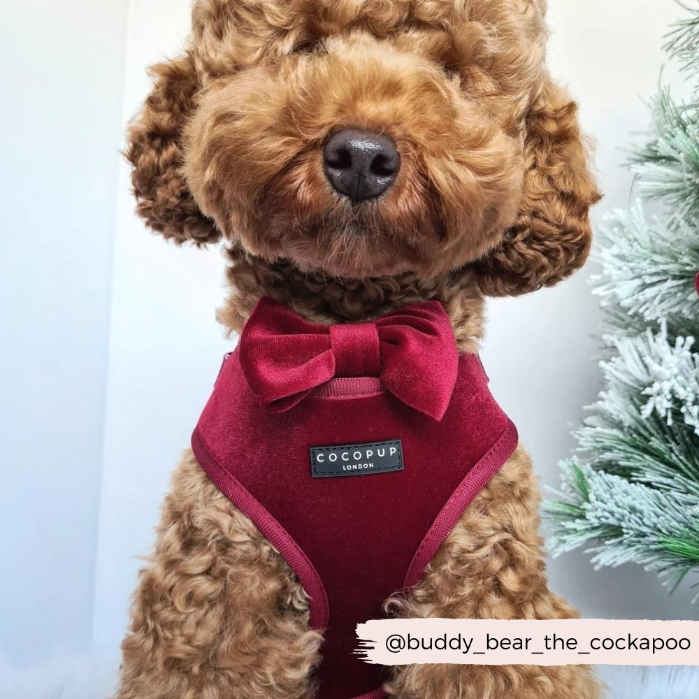 Papillon in velluto LUXE - Berry Red