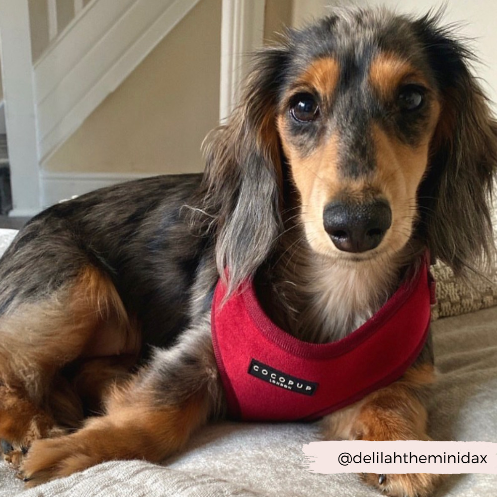 Pettorina da collo regolabile in velluto LUXE - Berry Red