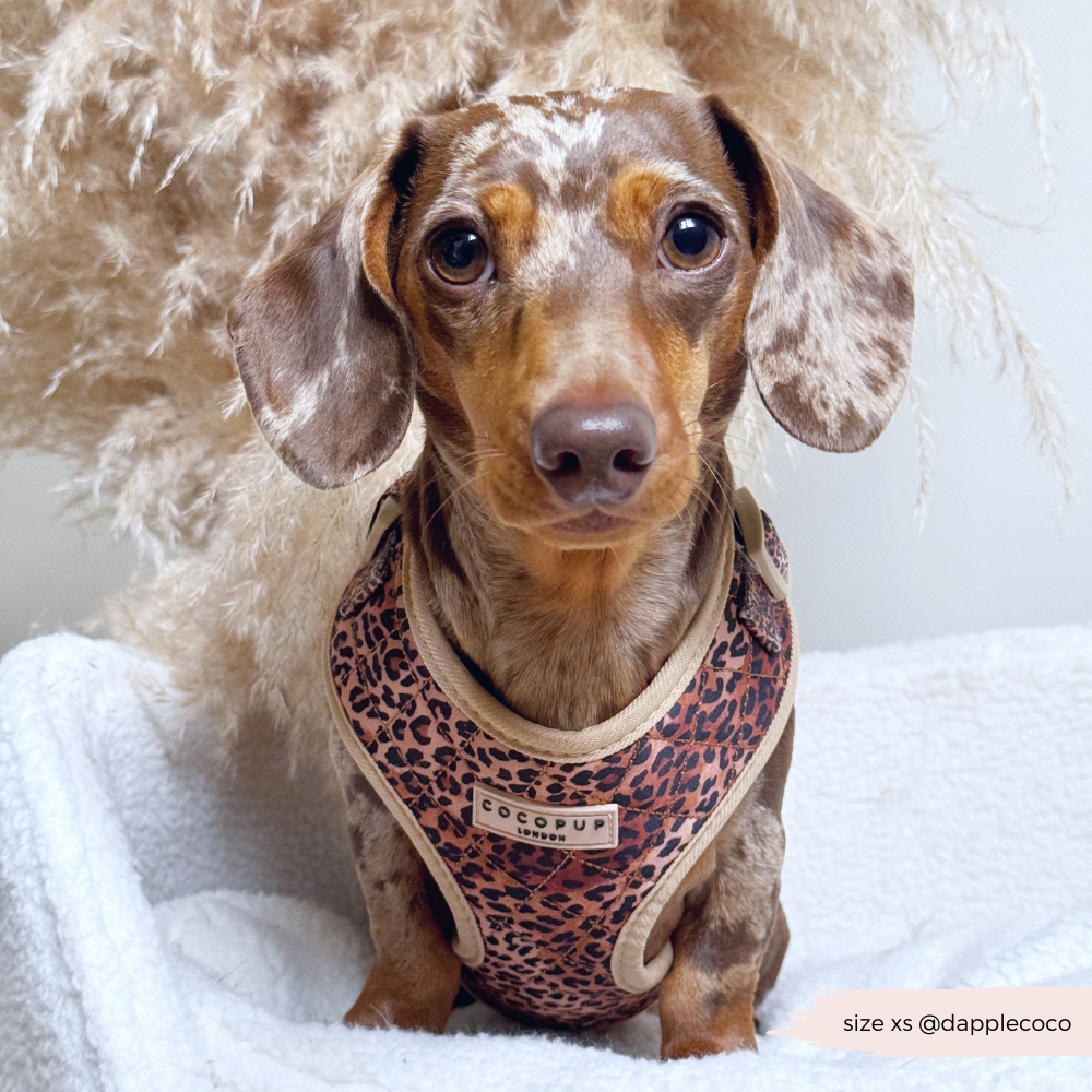 Pettorina regolabile - cucciolo di leopardo trapuntato