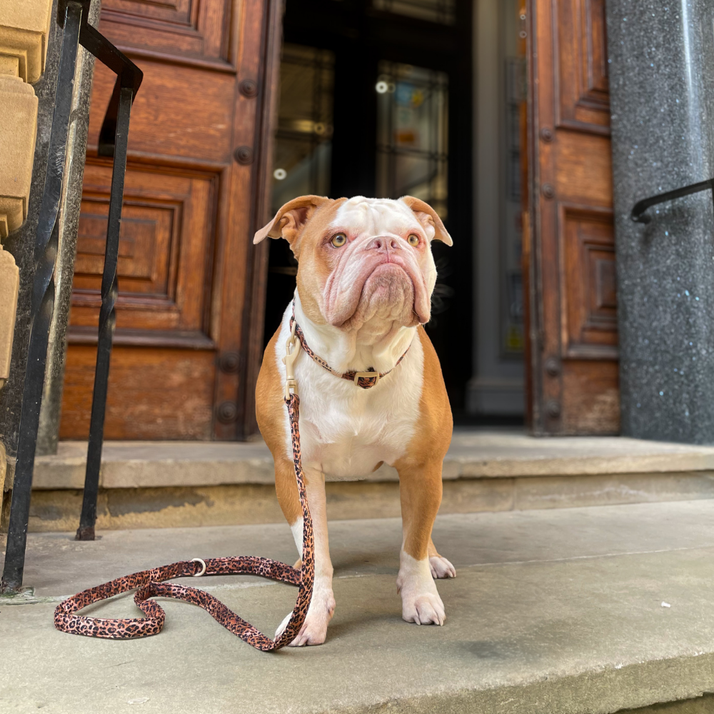 Guinzaglio trapuntato - cucciolo di leopardo
