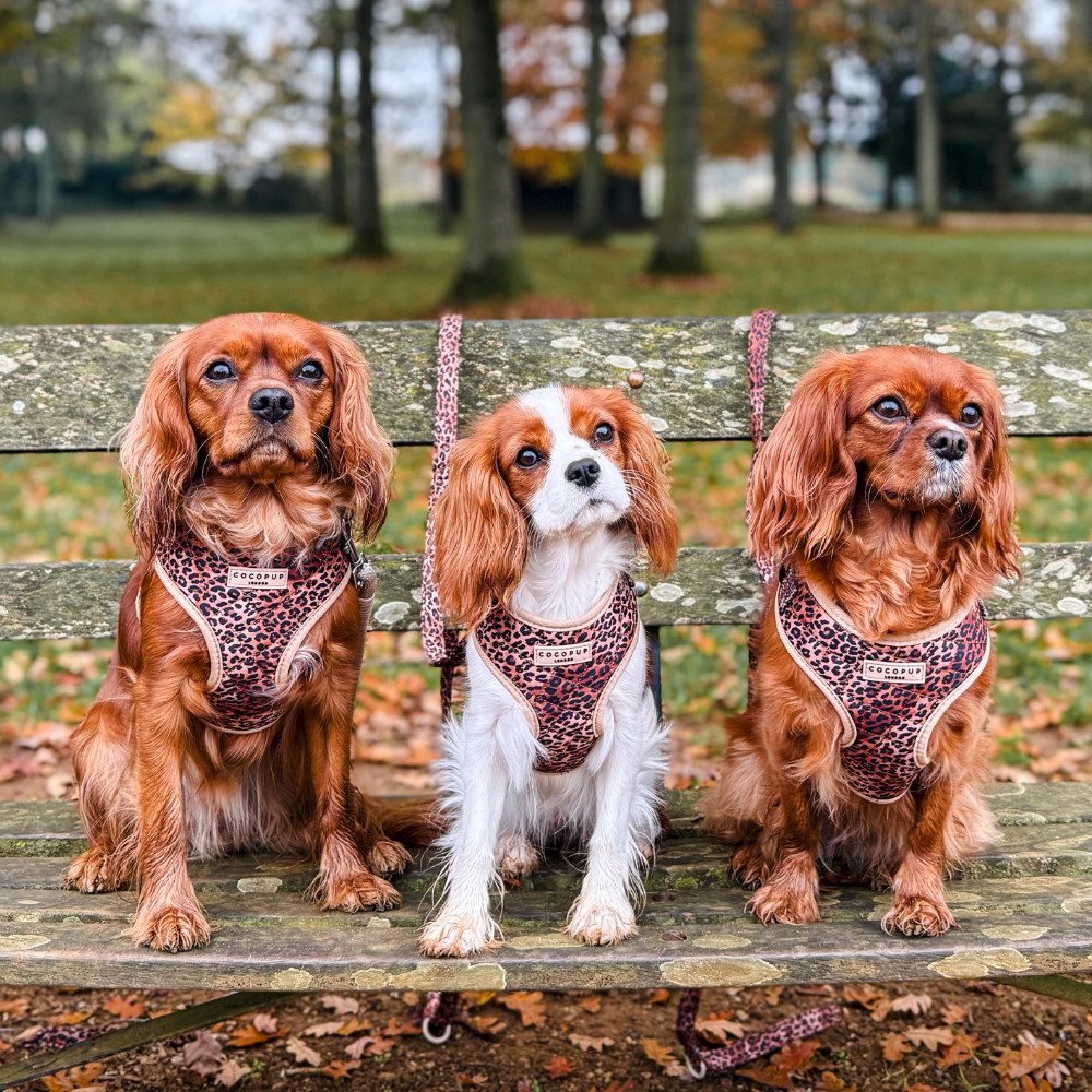 Pettorina regolabile - cucciolo di leopardo trapuntato