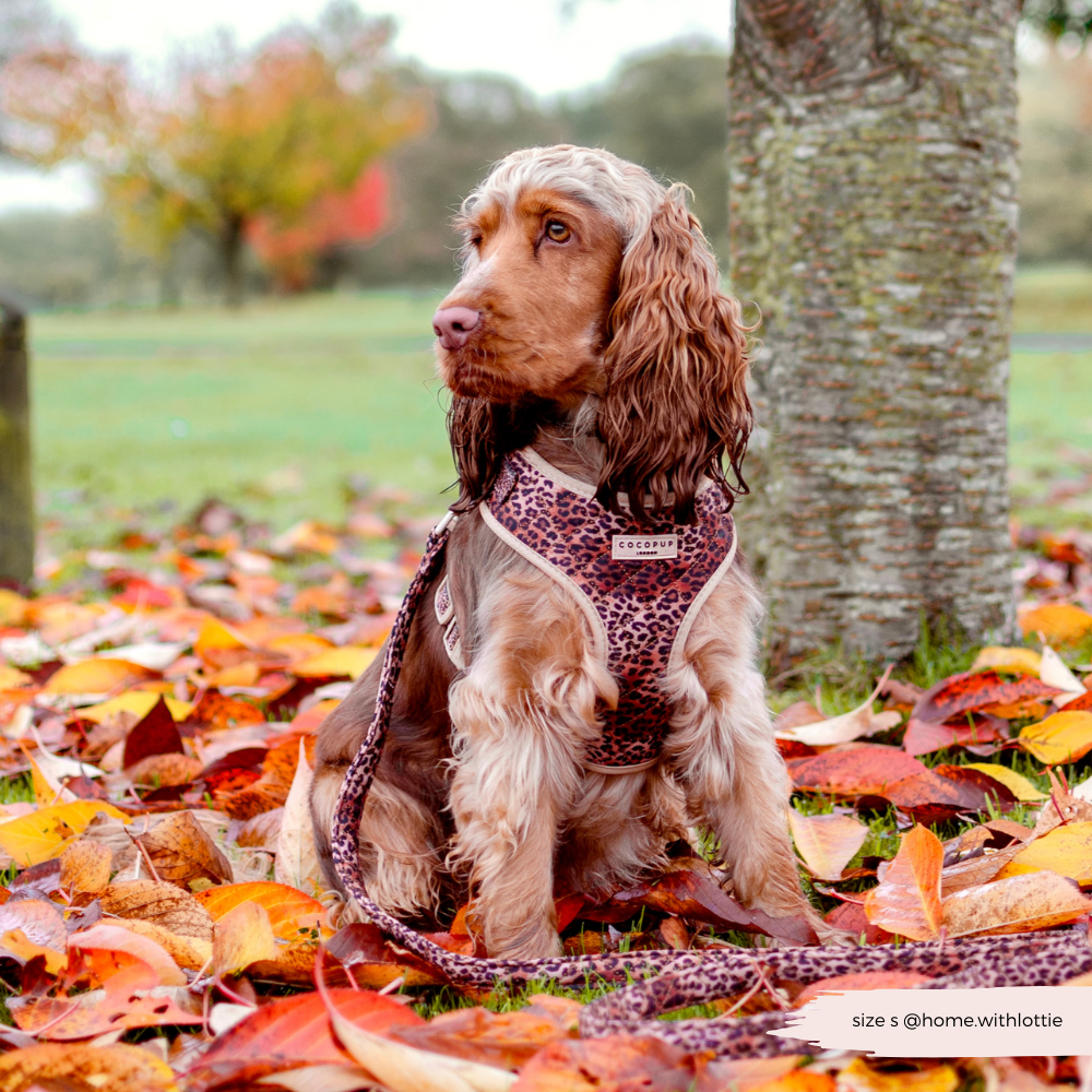 Pettorina regolabile - cucciolo di leopardo trapuntato