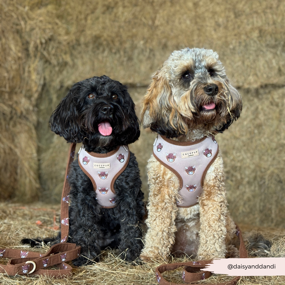 Pettorina regolabile - Harold the Highland Cow