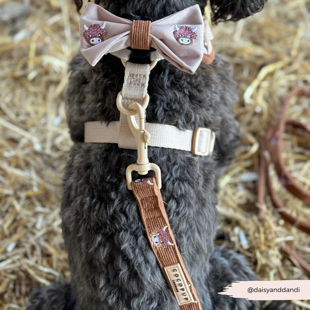 Guinzaglio - Harold the Highland Cow