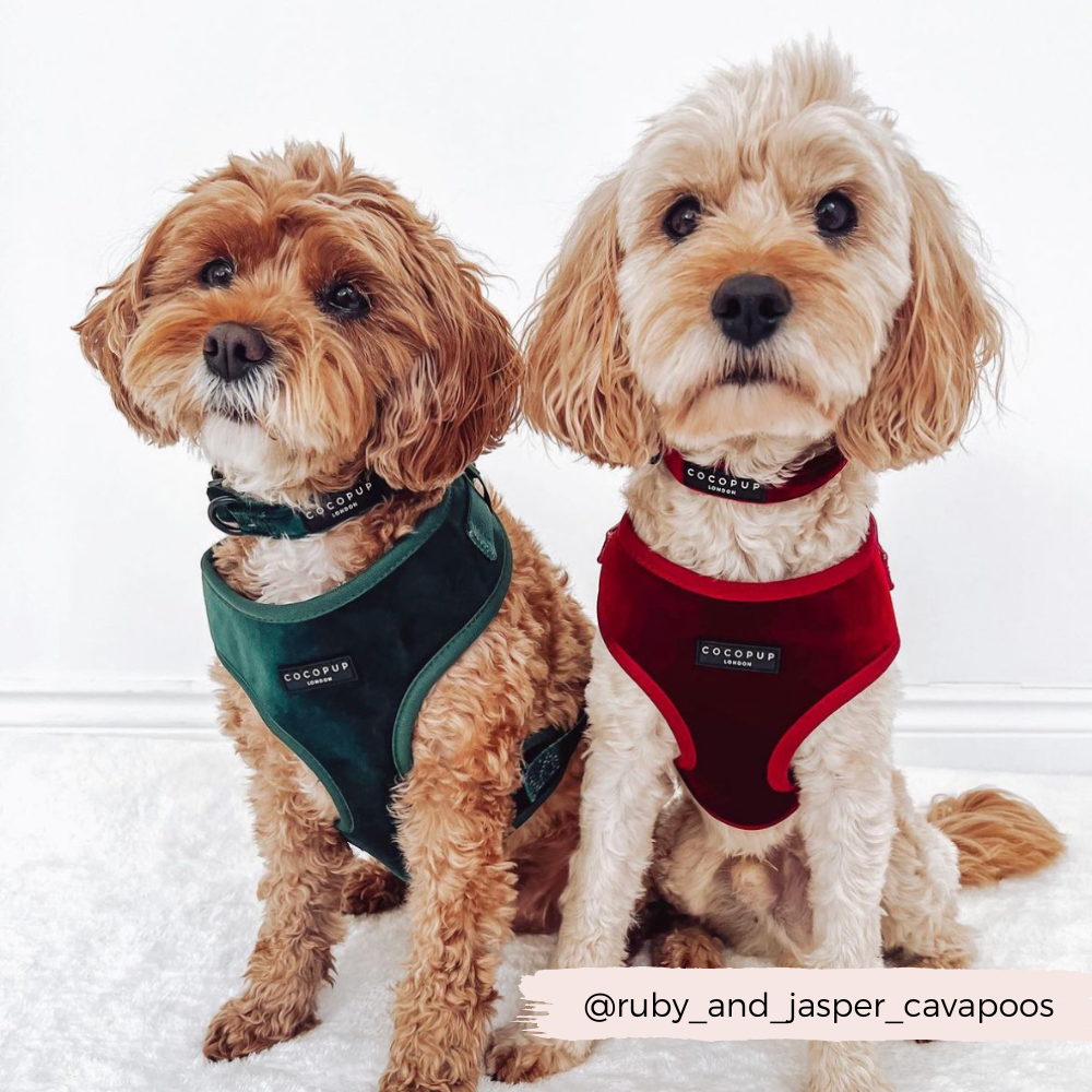 Pettorina da collo regolabile in velluto LUXE - Berry Red