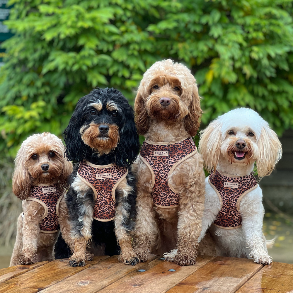 Pettorina regolabile - cucciolo di leopardo trapuntato