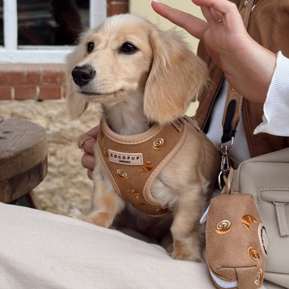 Pettorina regolabile - Pawtisserie