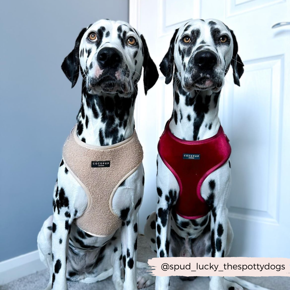 Pettorina da collo regolabile in velluto LUXE - Berry Red