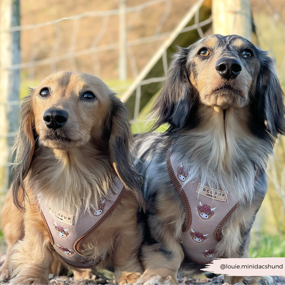 Pettorina regolabile - Harold the Highland Cow