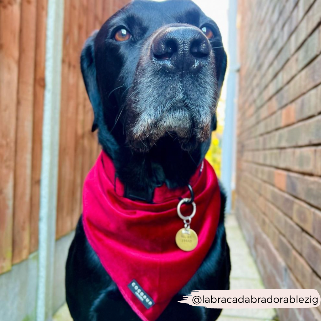 Collare in velluto LUXE - Berry Red