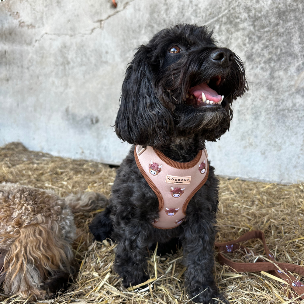 Pettorina regolabile - Harold the Highland Cow