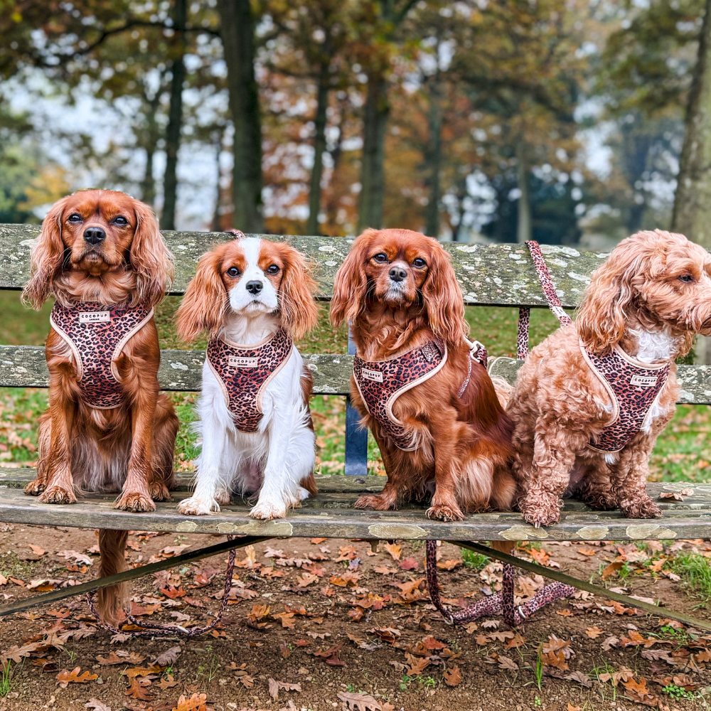 Pettorina regolabile - cucciolo di leopardo trapuntato