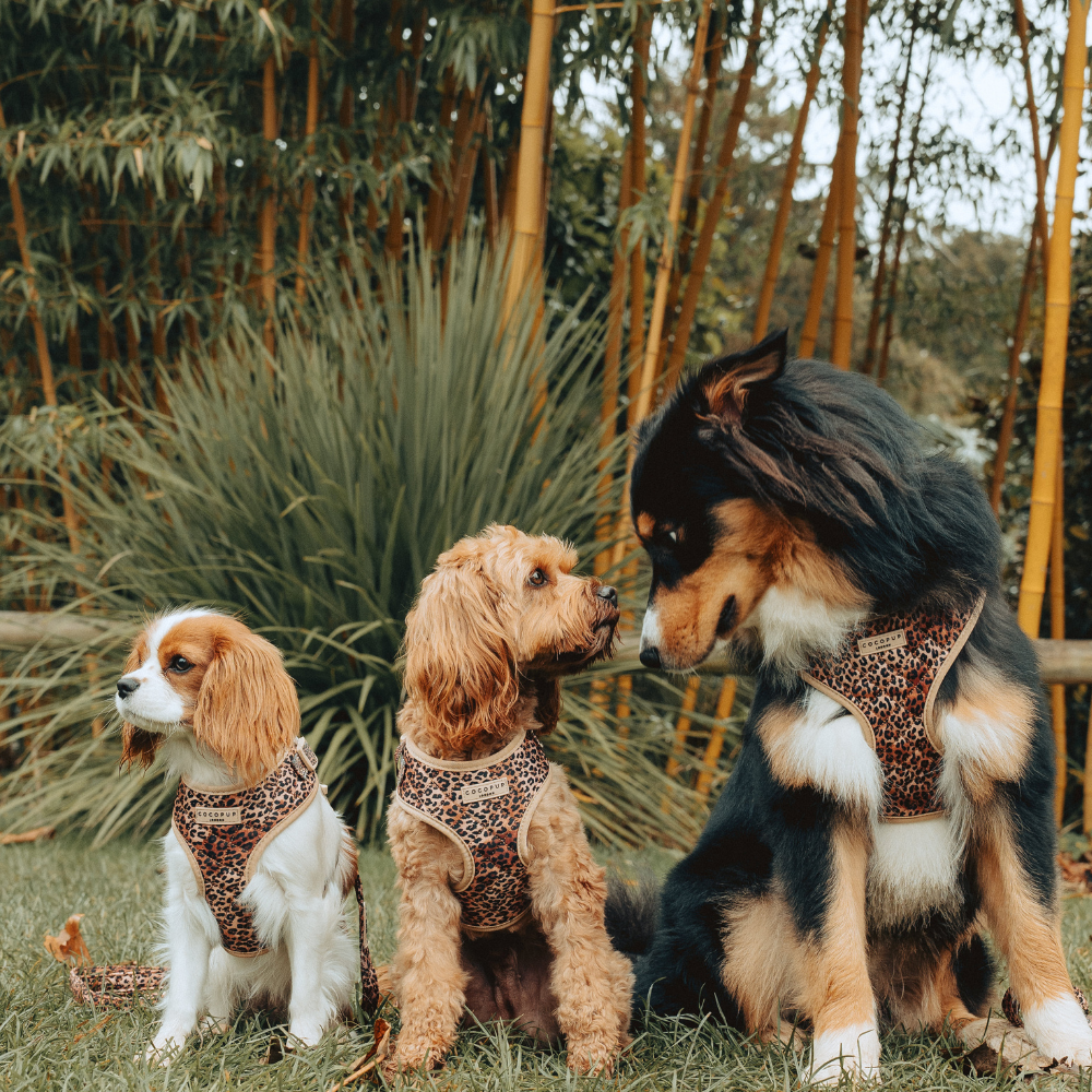 Pettorina regolabile - cucciolo di leopardo trapuntato