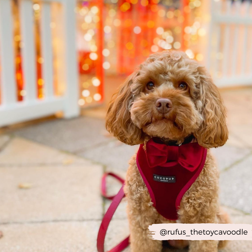 Papillon in velluto LUXE - Berry Red