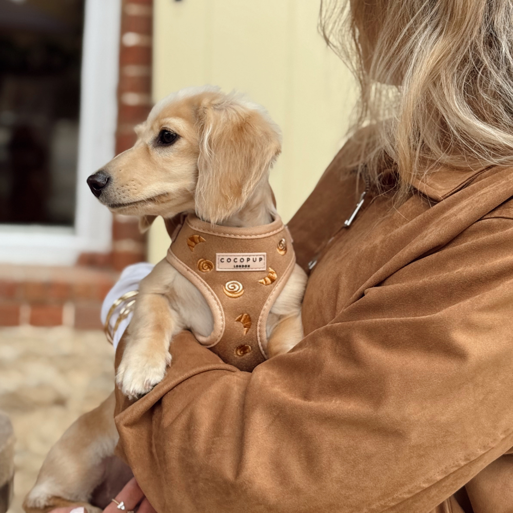 Pettorina regolabile - Pawtisserie