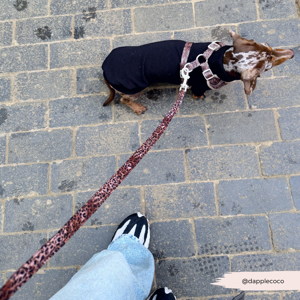 Guinzaglio trapuntato - cucciolo di leopardo