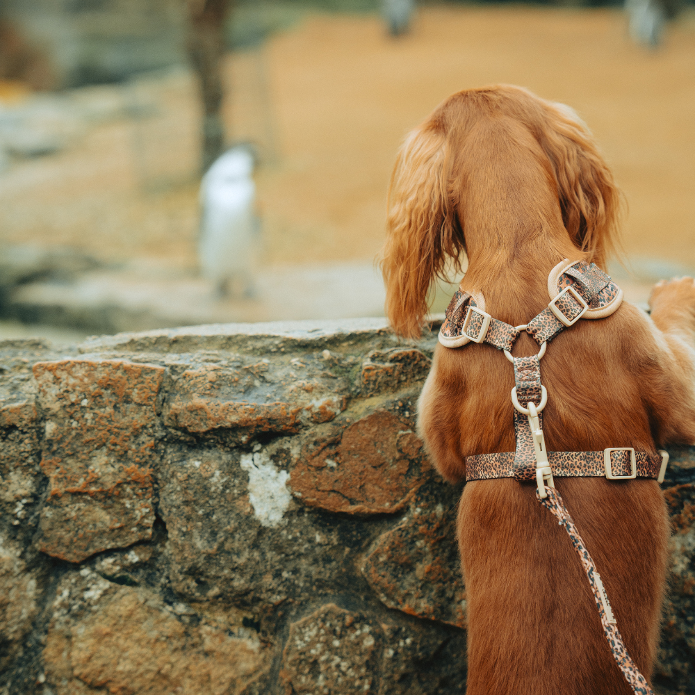 Guinzaglio trapuntato - cucciolo di leopardo