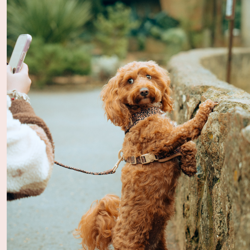 Guinzaglio trapuntato - cucciolo di leopardo