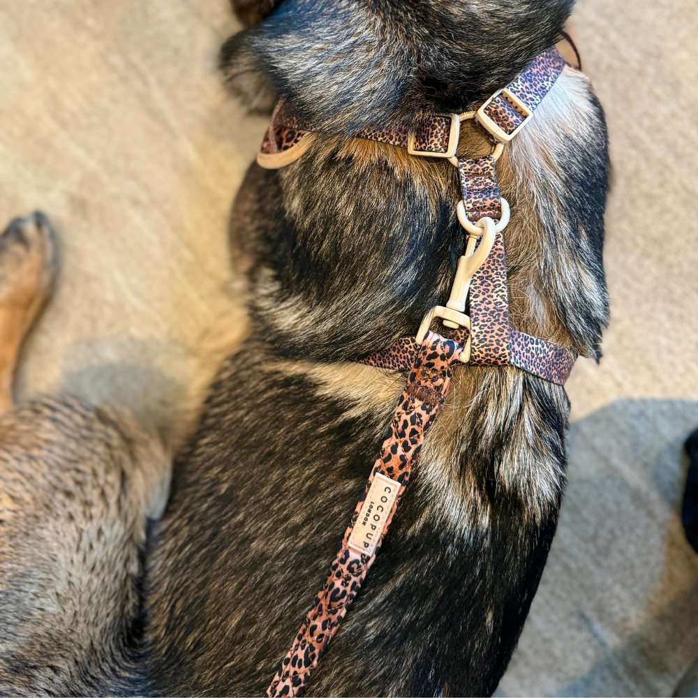Guinzaglio trapuntato - cucciolo di leopardo