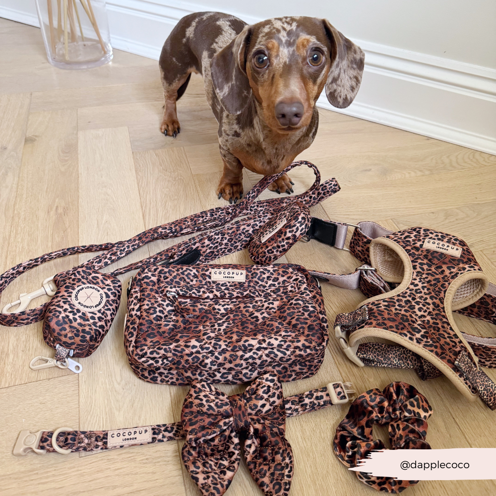 Guinzaglio trapuntato - cucciolo di leopardo