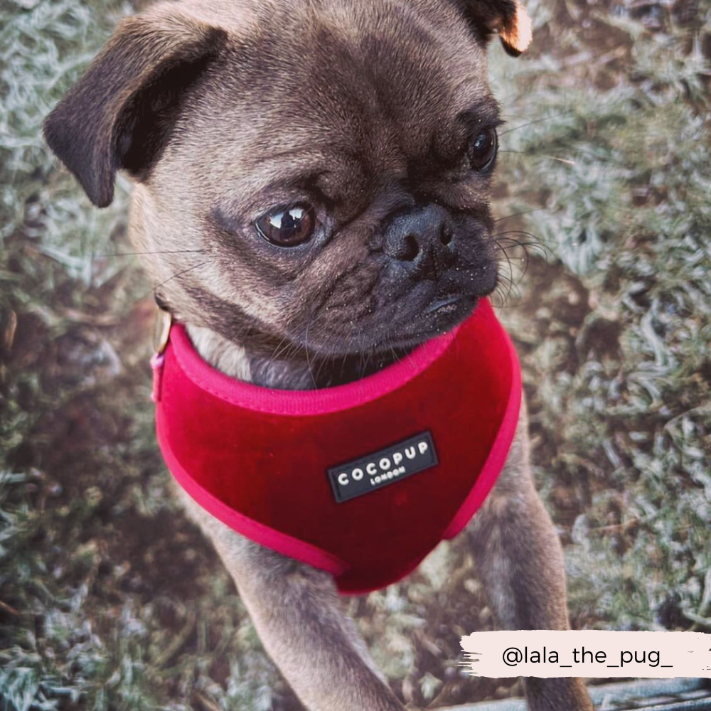 Pettorina da collo regolabile in velluto LUXE - Berry Red