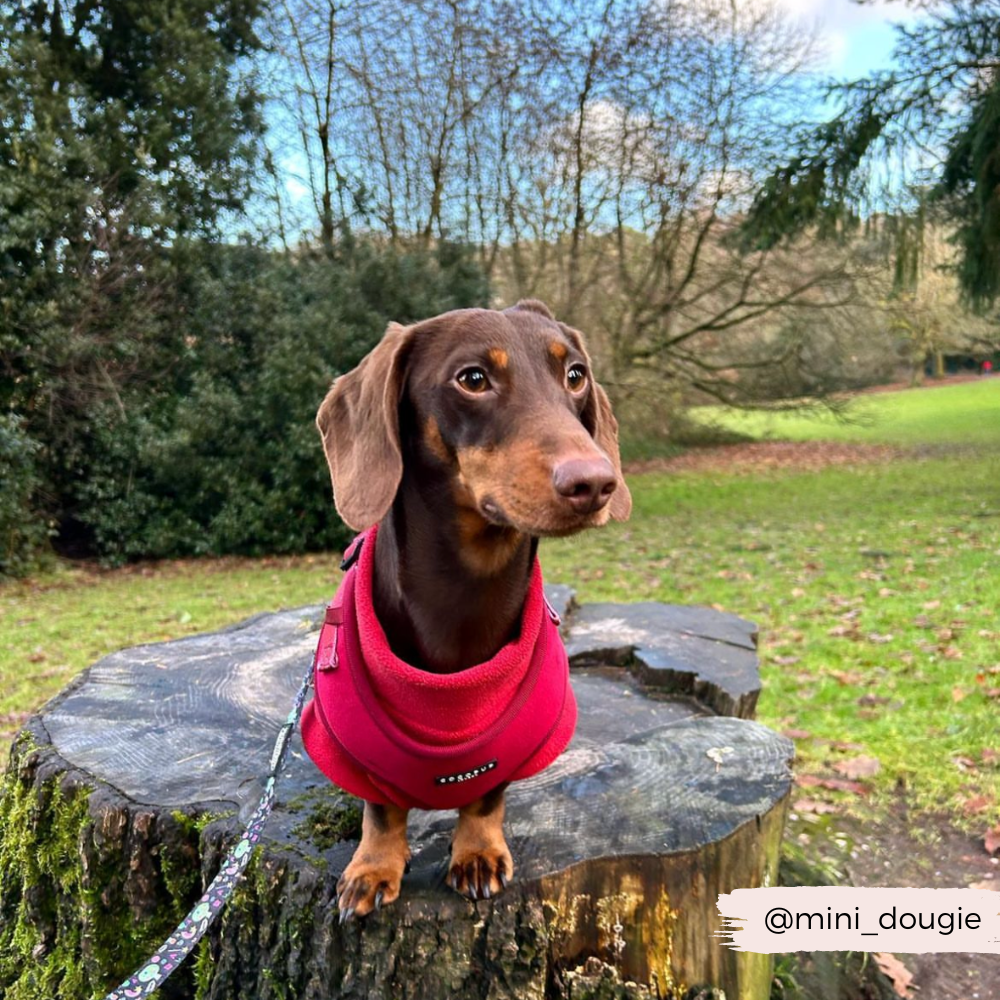 Pettorina da collo regolabile in velluto LUXE - Berry Red