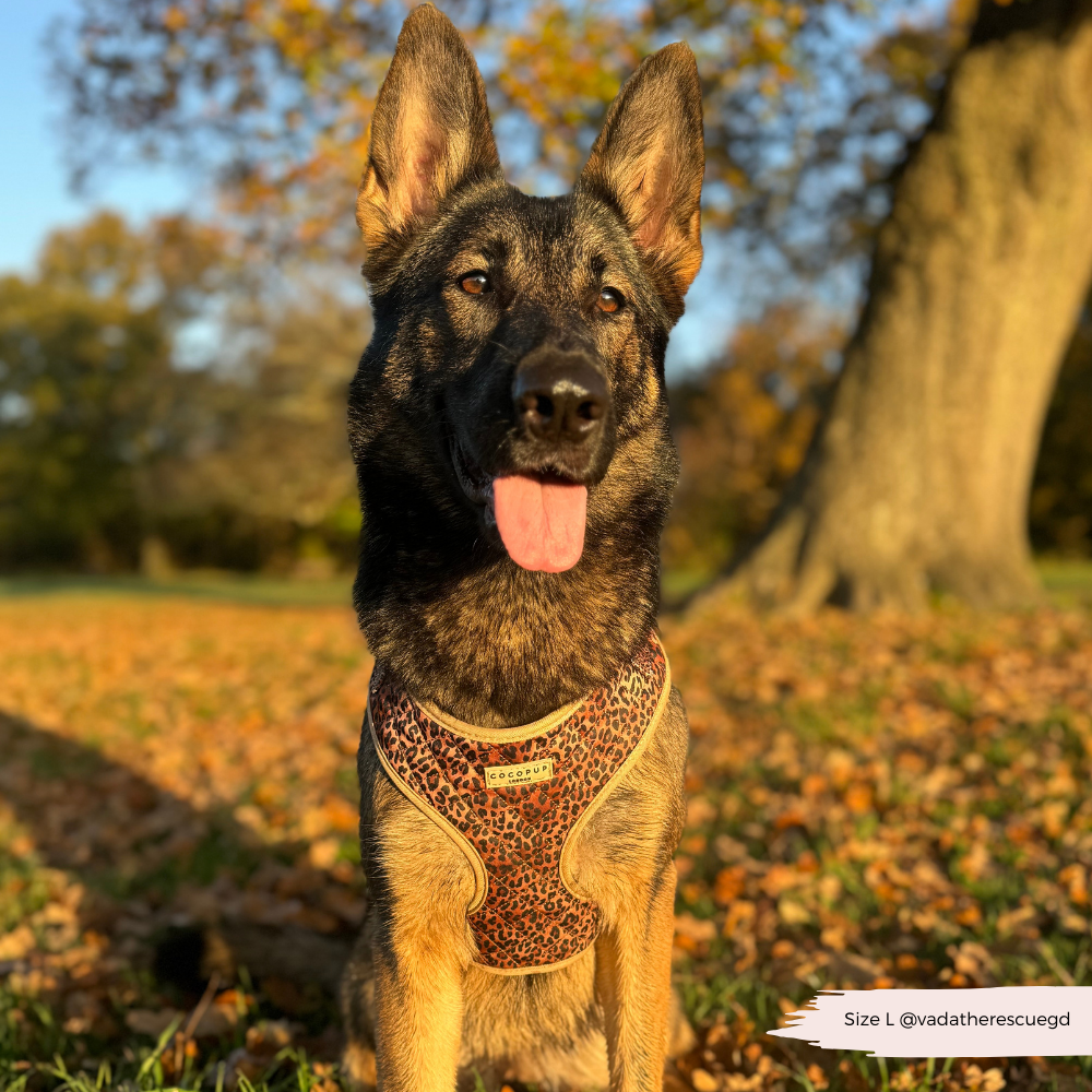 Pettorina regolabile - cucciolo di leopardo trapuntato
