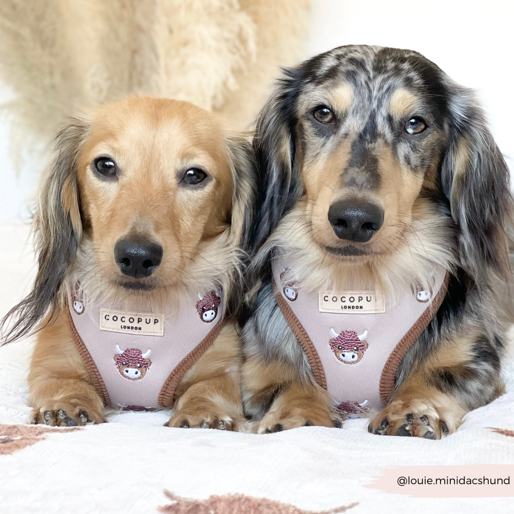 Pettorina regolabile - Harold the Highland Cow