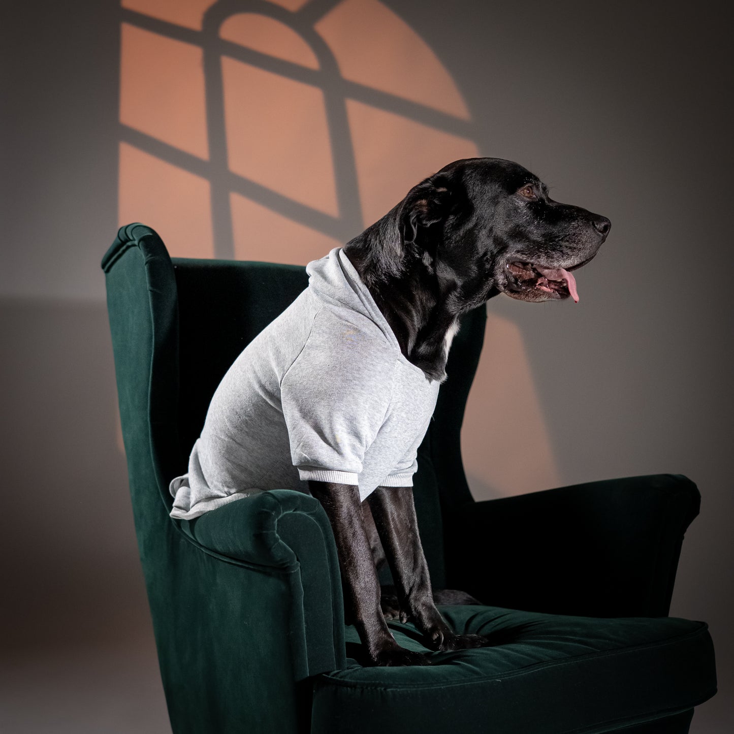 Felpa con Cappuccio - Grigio