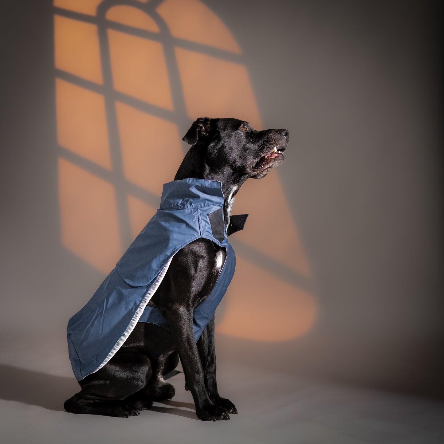 Impermeabile "Rugiada" per Cani - Blu