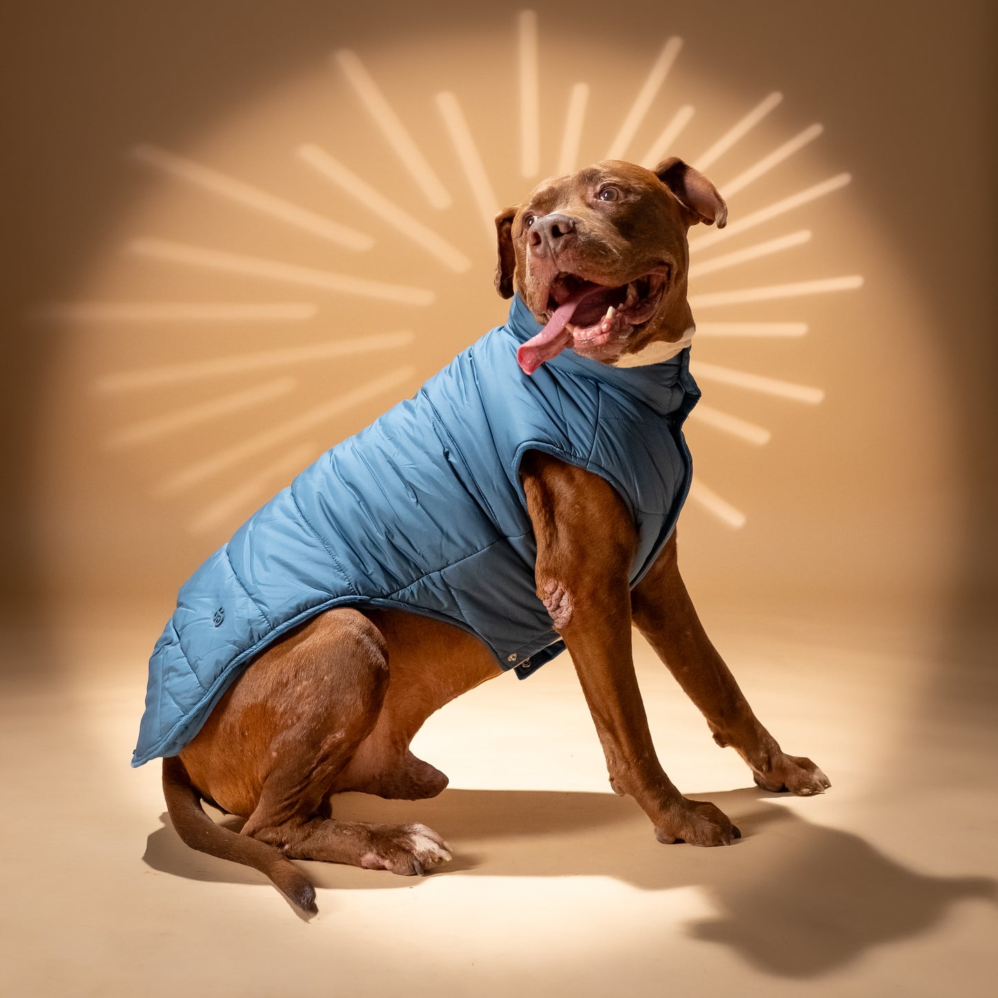 Piumino "Levante" per Cani - Ottanio