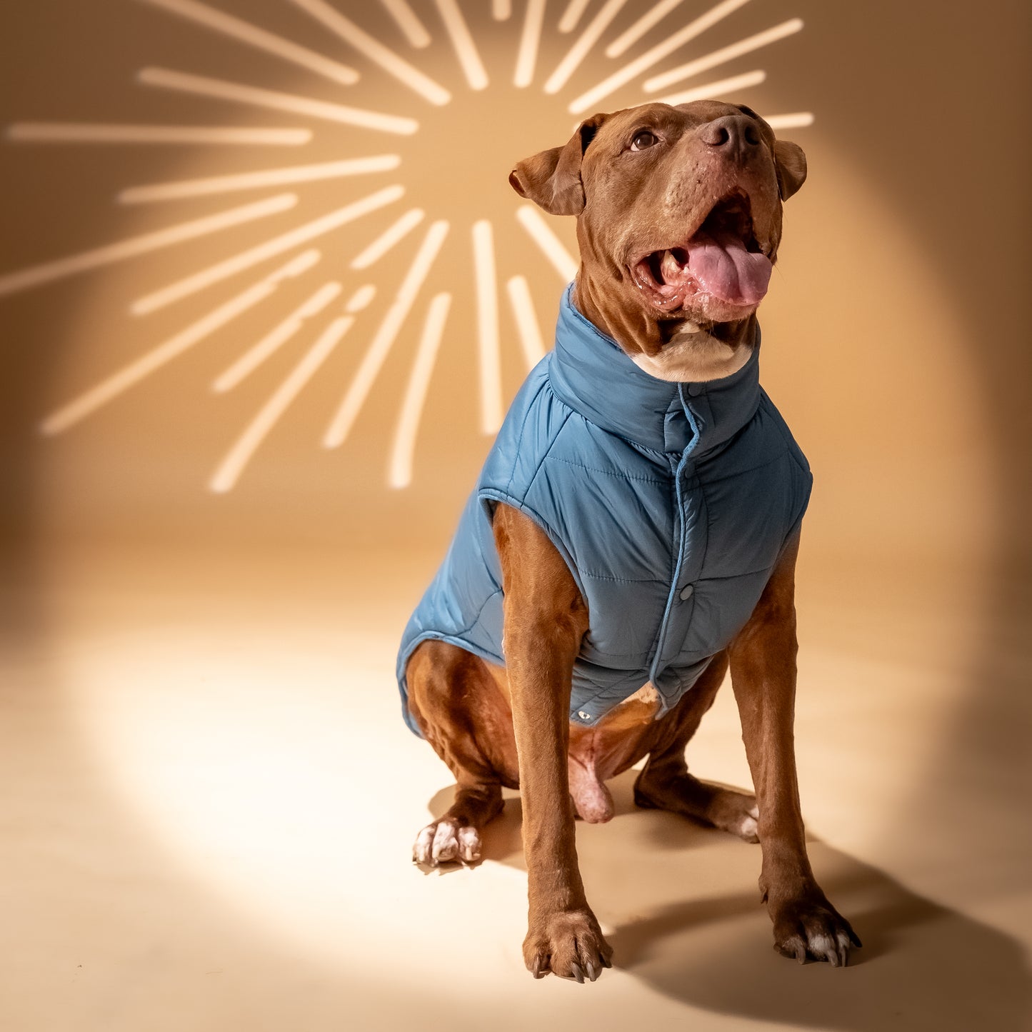 Piumino "Levante" per Cani - Ottanio