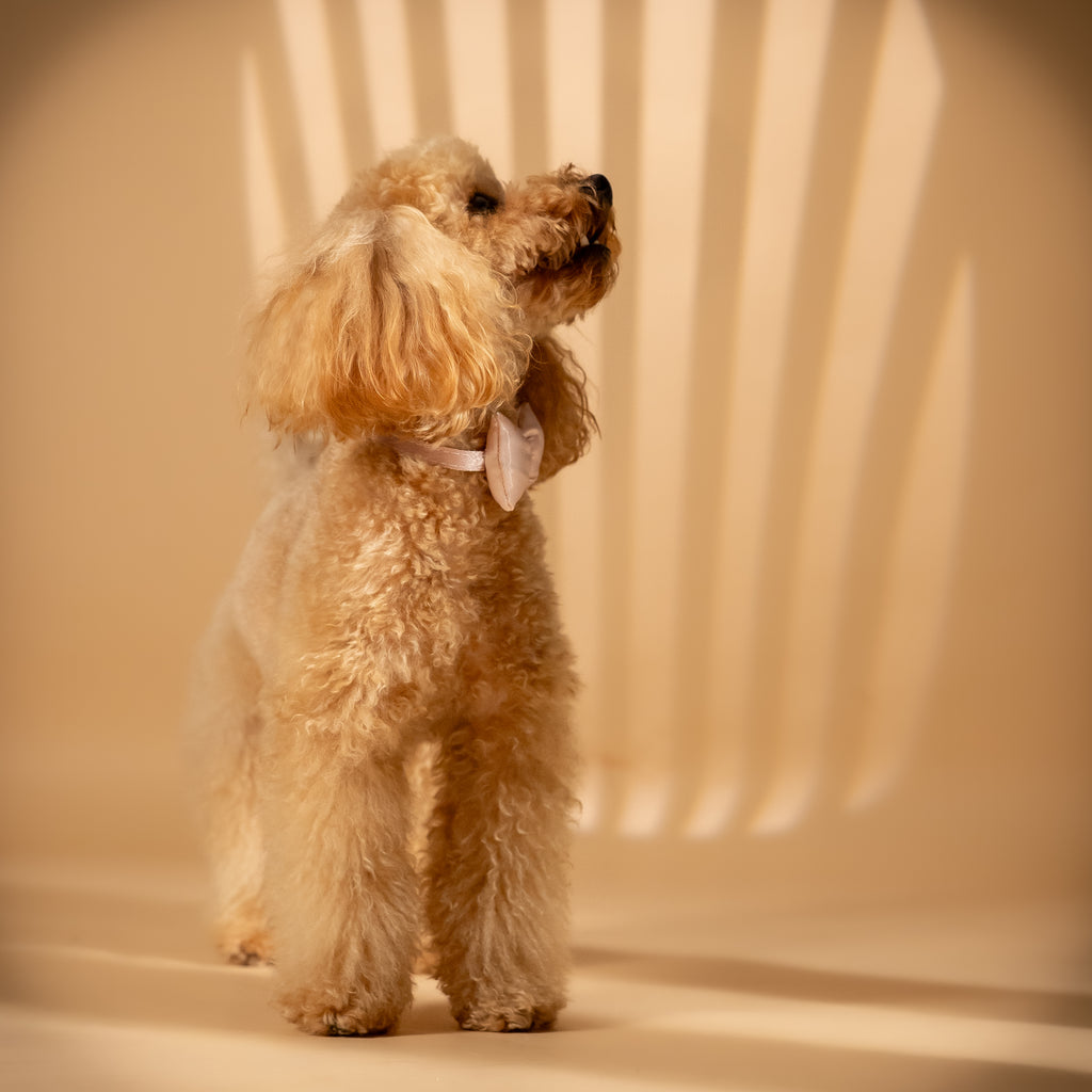 Collare Regolabile con Papillon per Cani e Gatti - Rosa