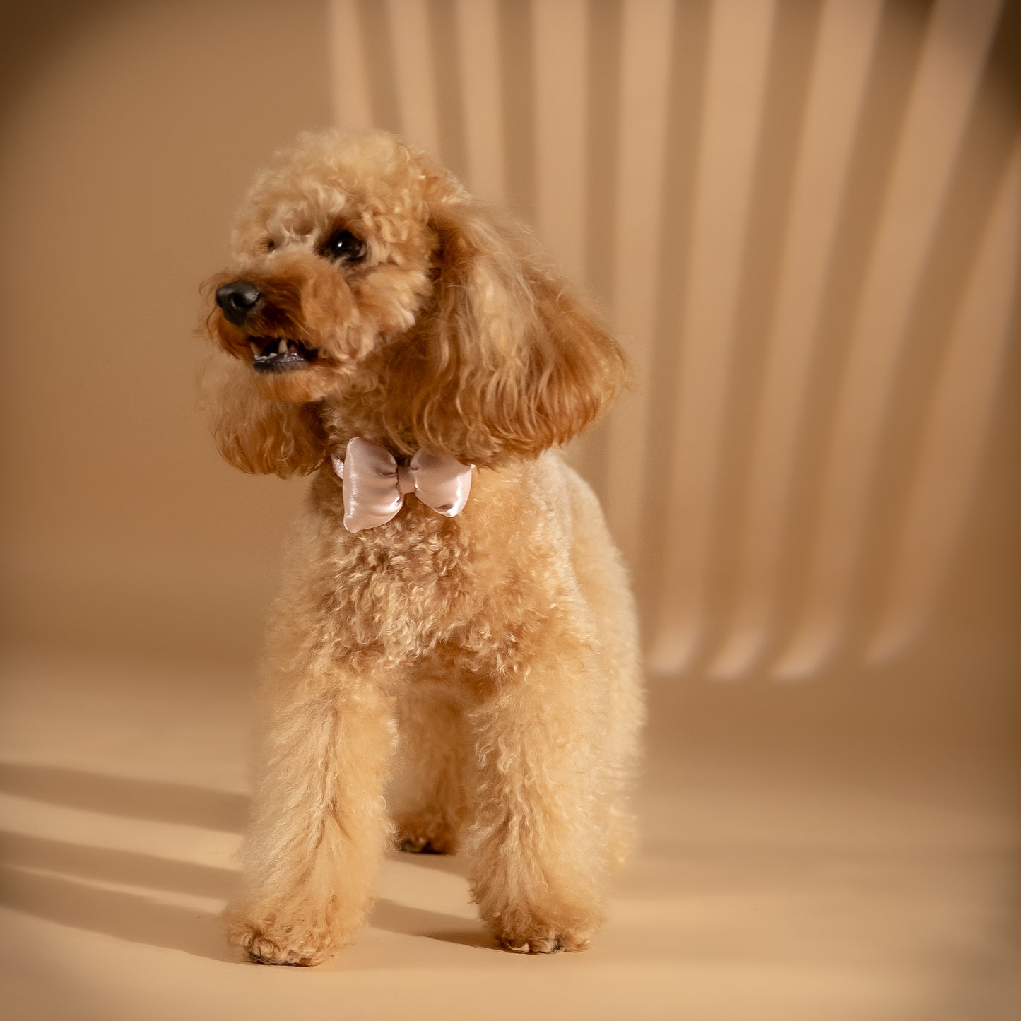 Collare Regolabile con Papillon per Cani e Gatti - Rosa