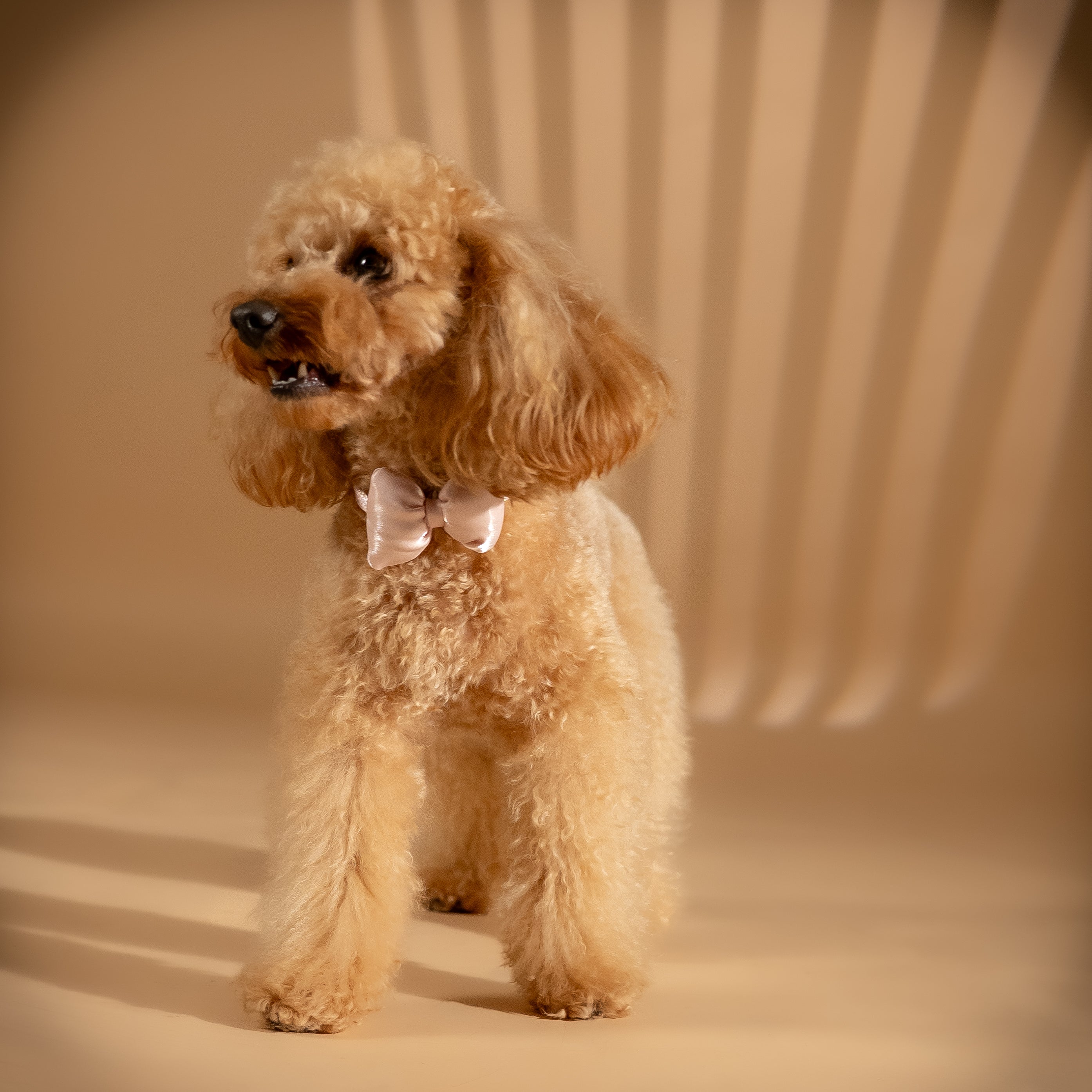 Collare Regolabile con Papillon per Cani e Gatti - Rosa