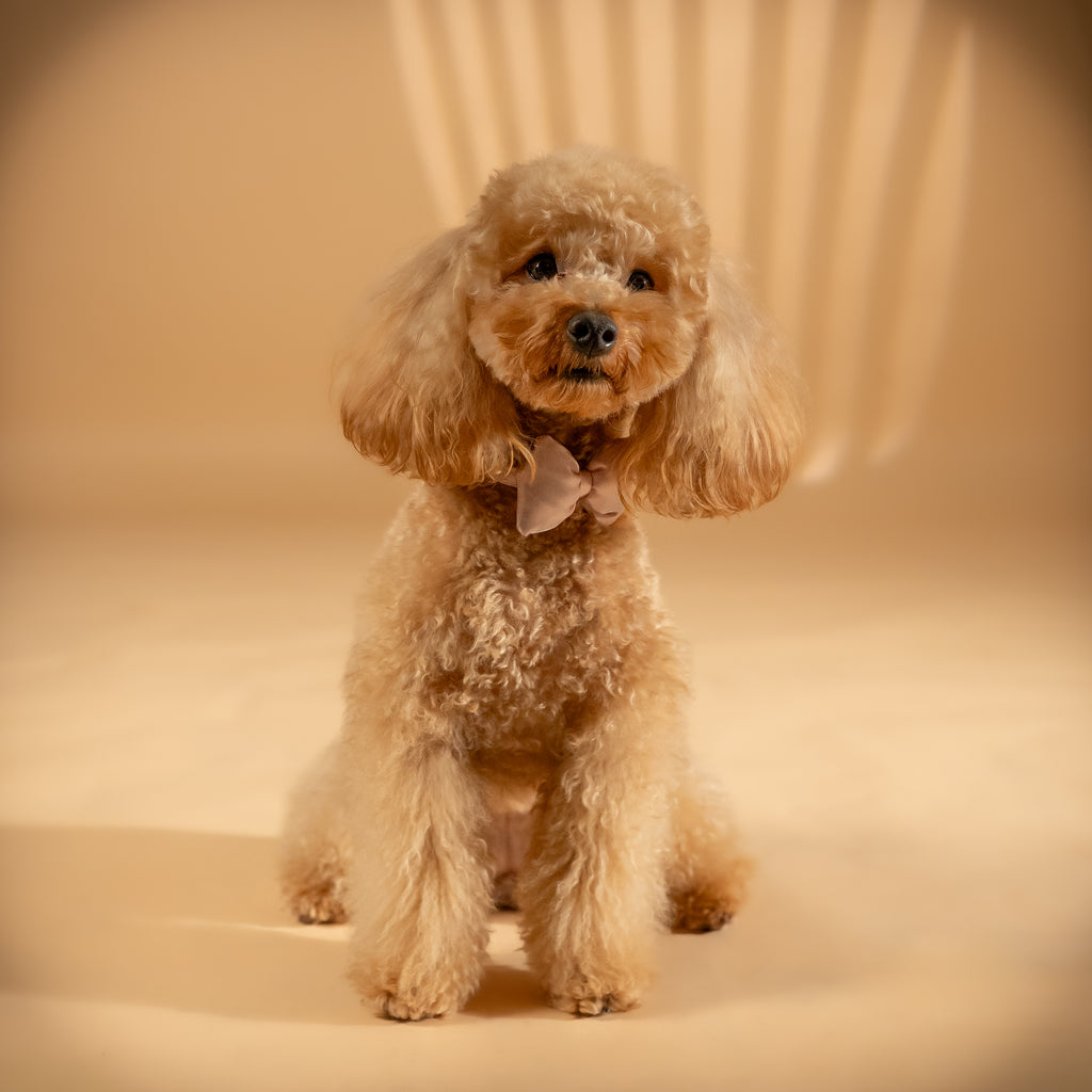 Collare Regolabile con Papillon per Cani e Gatti - Rosa