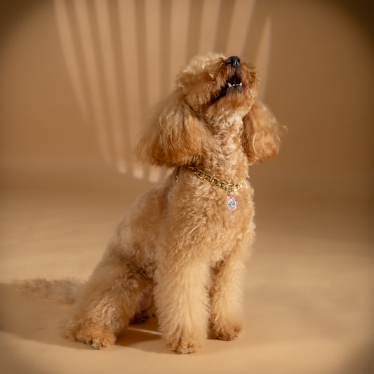 Collana per cani - Cagnolino Rosa ( 35 cm max )