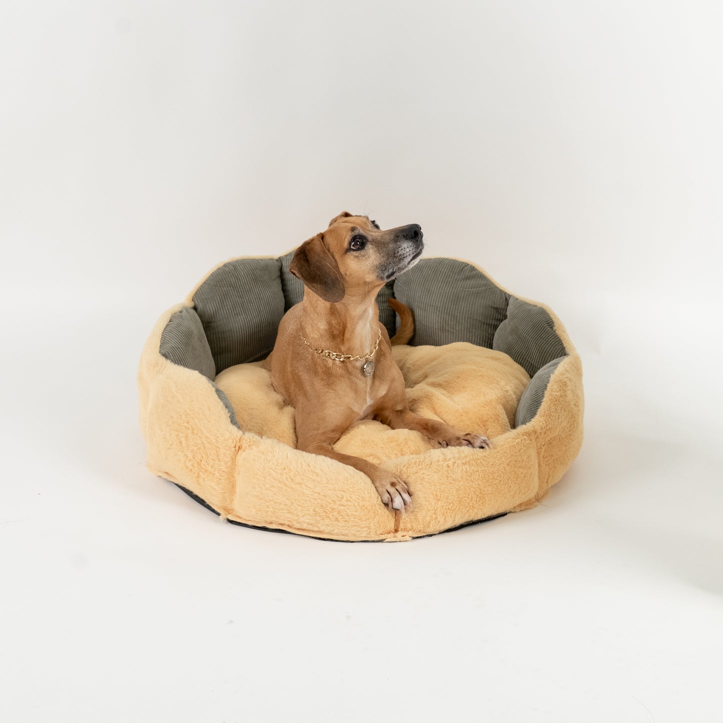 Cuccia a forma di Conchiglia - Grande