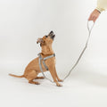 Set Pettorina e Guinzaglio per Cani - Grigio