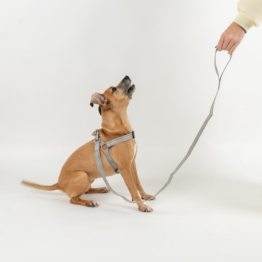 Set Pettorina e Guinzaglio per Cani - Grigio