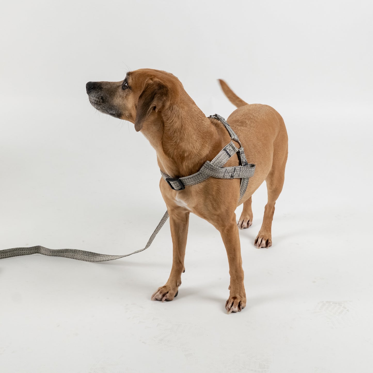Set Pettorina e Guinzaglio per Cani - Grigio