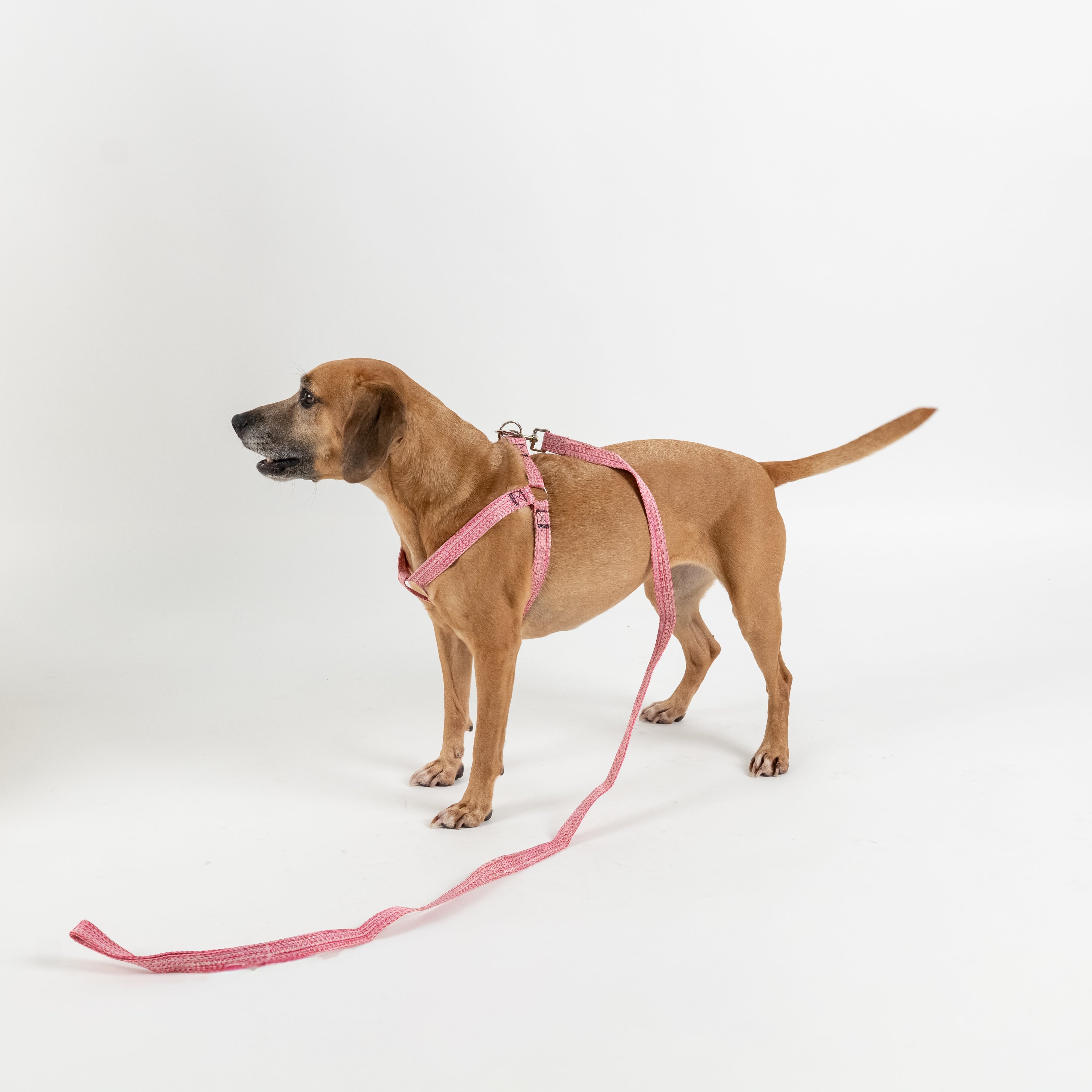 Set Pettorina e Guinzaglio per Cani - Rosa