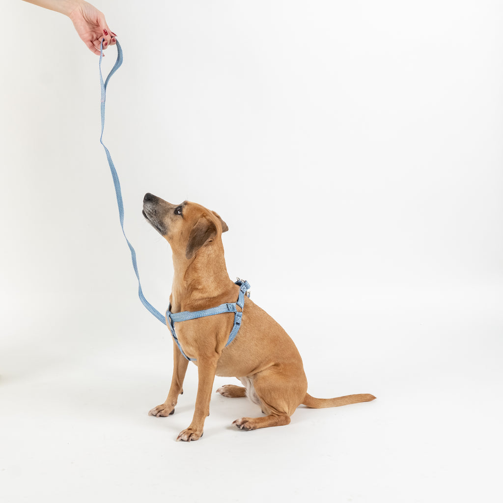 Set Pettorina e Guinzaglio per Cani - Celeste