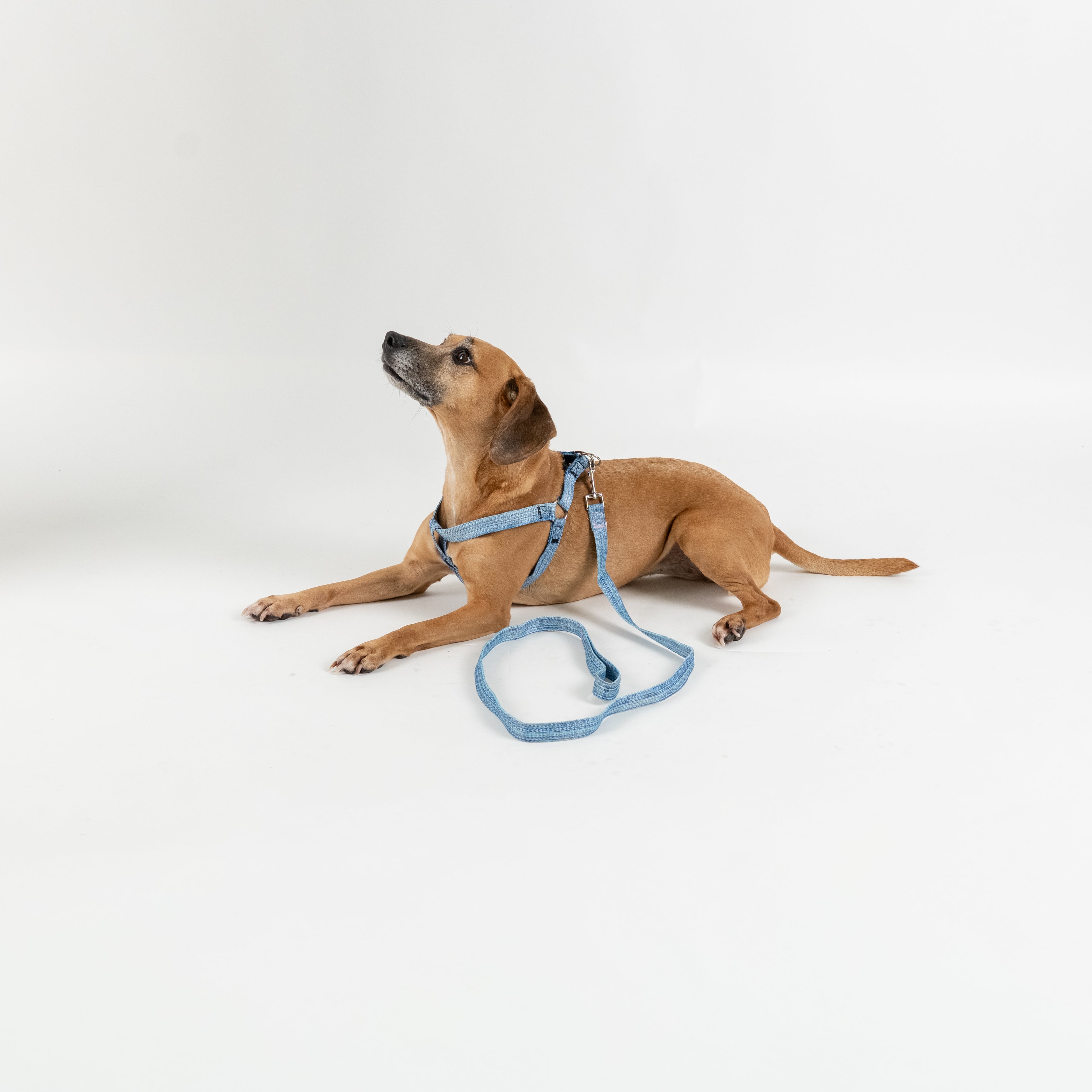 Set Pettorina e Guinzaglio per Cani - Celeste