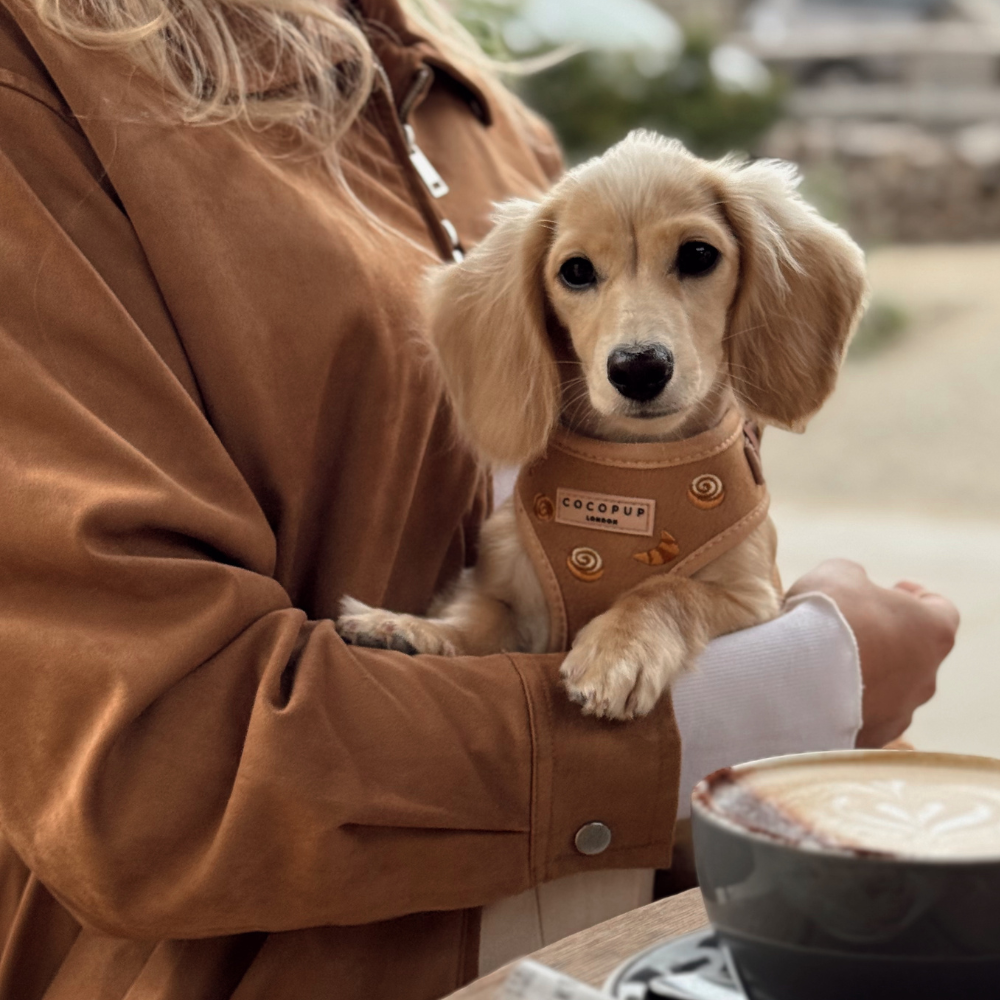 Pettorina regolabile - Pawtisserie