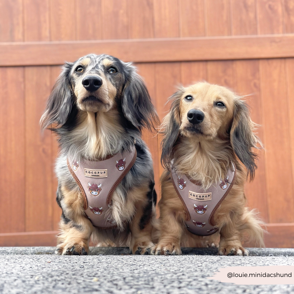 Pettorina regolabile - Harold the Highland Cow