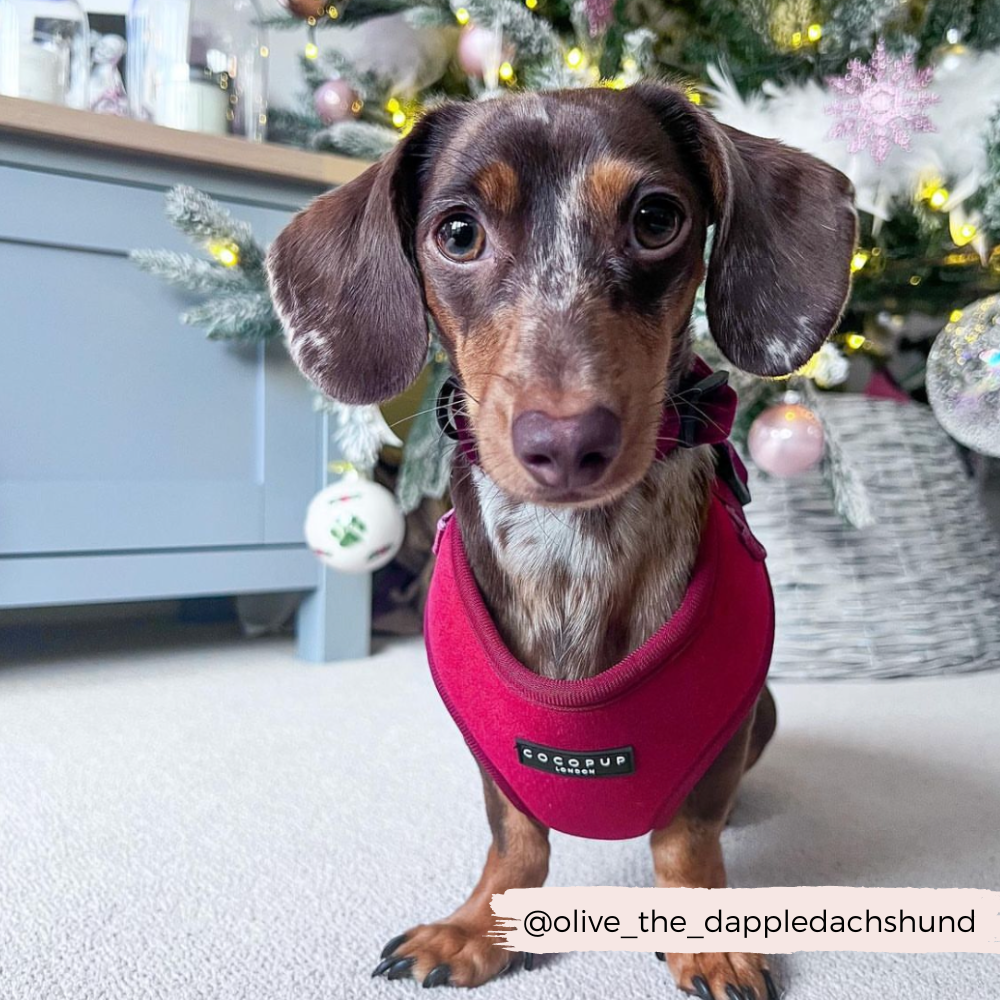 Pettorina da collo regolabile in velluto LUXE - Berry Red