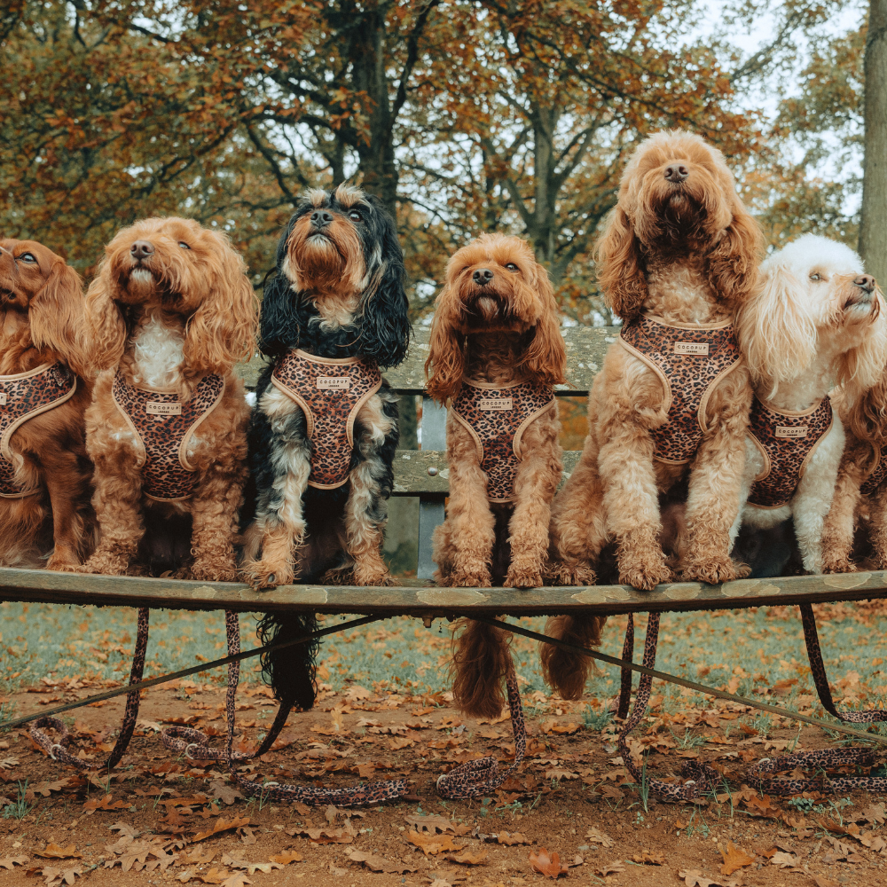 Pettorina regolabile - cucciolo di leopardo trapuntato