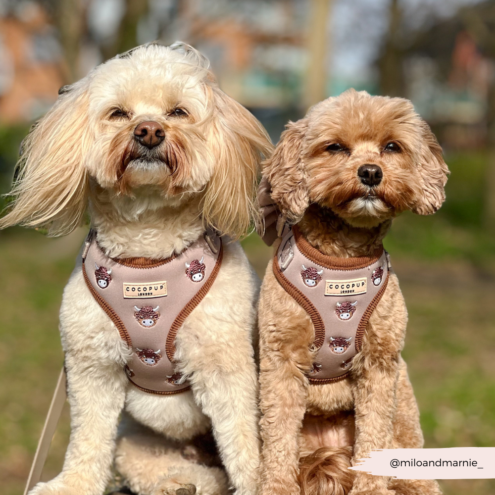 Pettorina regolabile - Harold the Highland Cow